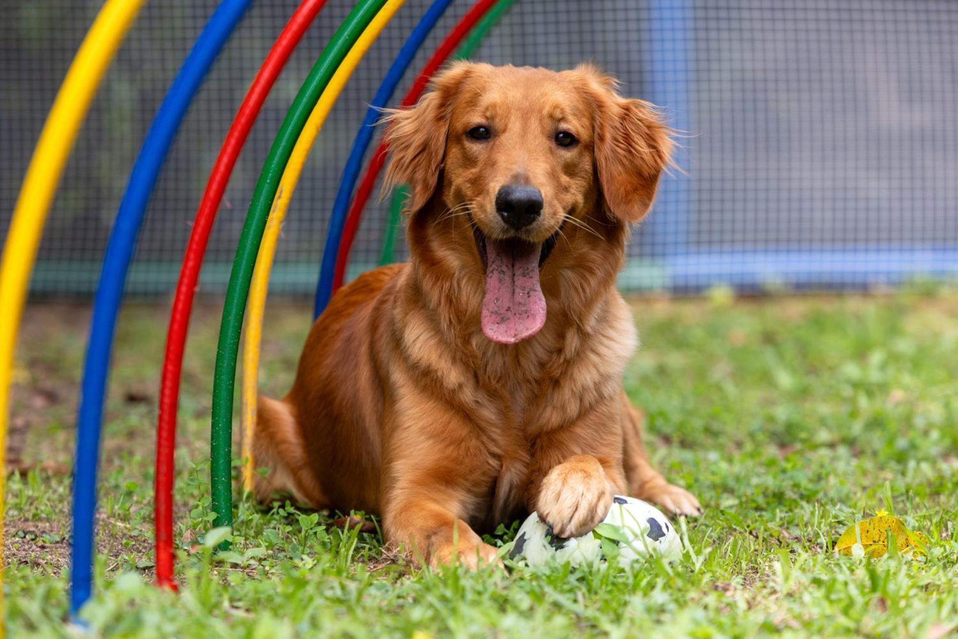 Hotel Dann Carlton Belfort Medellín Exteriér fotografie Golden Retriever