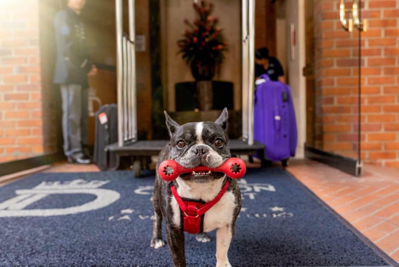 Hotel Dann Carlton Belfort Medellín Exteriér fotografie Boston Terrier at the entrance of the hotel